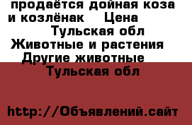 продаётся дойная коза и козлёнак  › Цена ­ 10 000 - Тульская обл. Животные и растения » Другие животные   . Тульская обл.